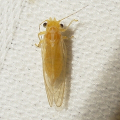 Cacopsylla annulata