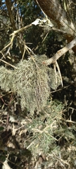 Lecanoromycetidae