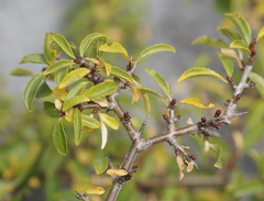 Rhamnus saxatilis