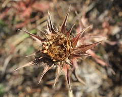 Carthamus caeruleus