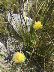 Leucospermum gracile