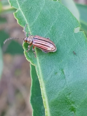 Disonycha bicarinata