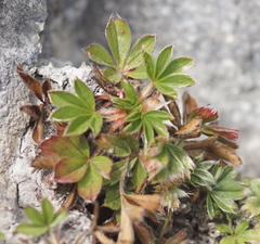 Potentilla caulescens