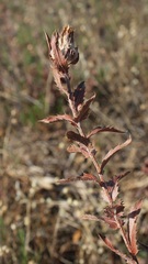 Carthamus caeruleus