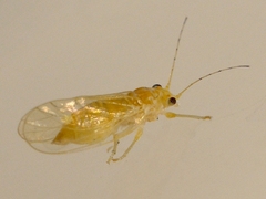 Cacopsylla annulata