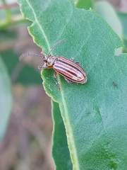 Disonycha bicarinata