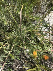 Leucospermum gracile