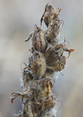 Castilleja victoriae