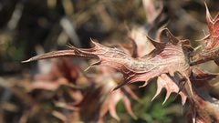 Carthamus caeruleus