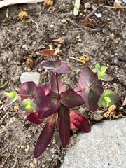 Euphorbia kraussiana