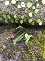 Lemmaphyllum microphyllum