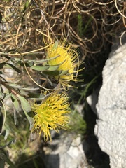 Leucospermum gracile