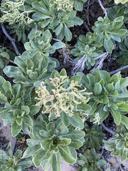 Heliotropium arboreum