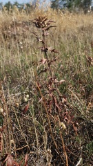 Carthamus caeruleus