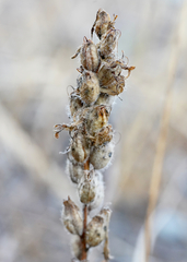 Castilleja victoriae