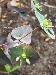 Euphorbia kraussiana