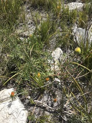 Leucospermum gracile