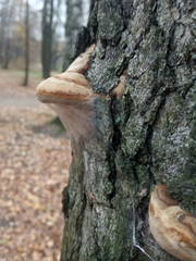 Phellinus alni