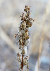 Castilleja victoriae