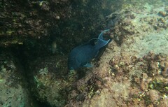 Microspathodon dorsalis