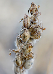Castilleja victoriae