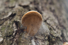 Phellinus alni