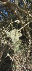 Lecanoromycetidae