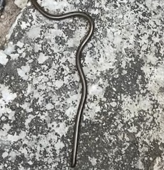 Epictia borapeliotes