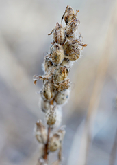 Castilleja victoriae