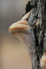 Phellinus alni