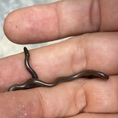 Epictia borapeliotes