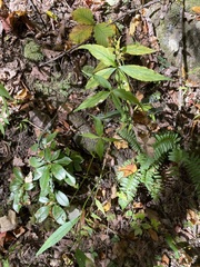 Silene stellata