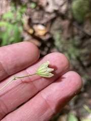 Silene stellata