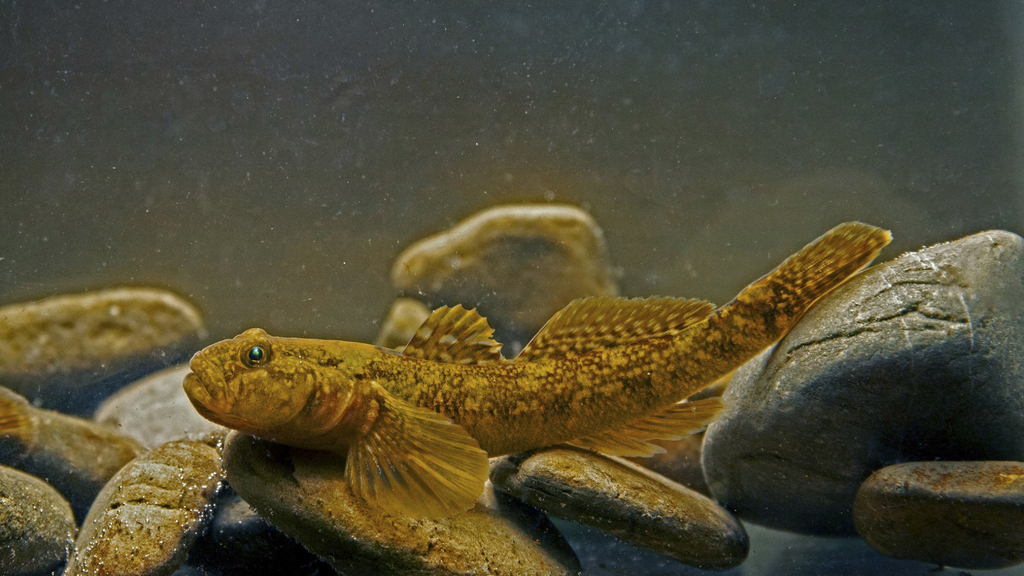 Arno goby (Padogobius nigricans) — Gobiidae