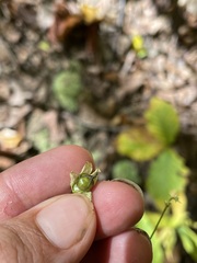 Silene stellata