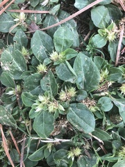 Alternanthera pungens