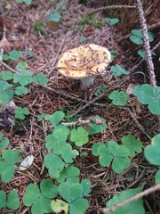 Russula ochroleuca