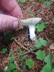 Russula ochroleuca