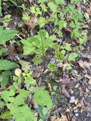 Angelica triquinata