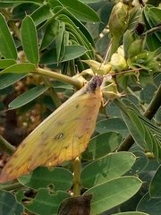 Phoebis philea philea