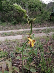 Eulophia streptopetala