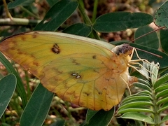 Phoebis philea philea