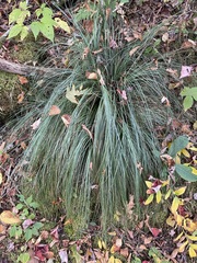 Xerophyllum asphodeloides