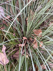 Xerophyllum asphodeloides
