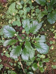 Ajuga reptans
