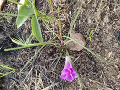Ipomoea bolusiana