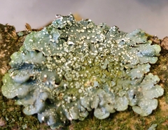 Punctelia subrudecta