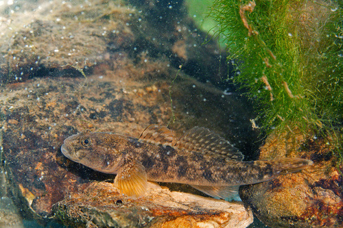 Arno goby (Padogobius nigricans) — Gobiidae — 2