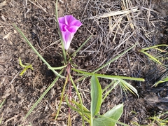 Ipomoea bolusiana