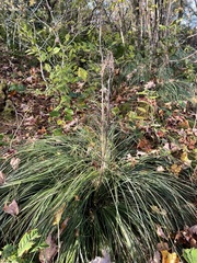 Xerophyllum asphodeloides